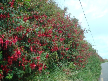15 Cool red hedge