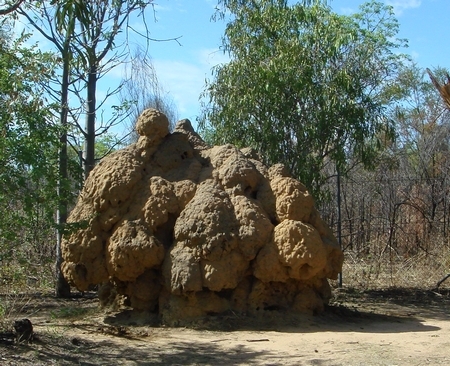 03 Termite mound