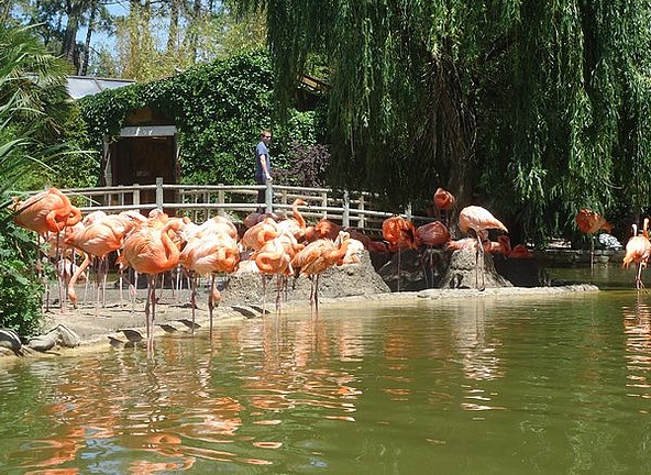Flamingos - yes really