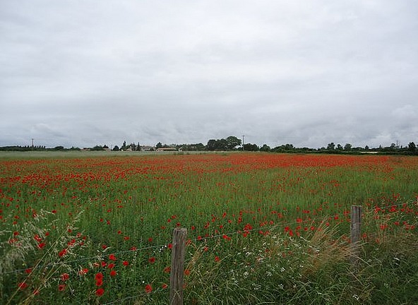 A field of poppies