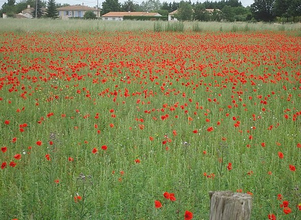 I want a field of poppies in Australia