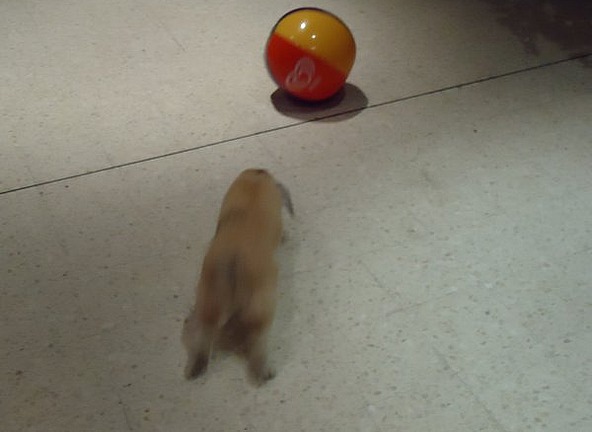 This rabbit is actually playing football