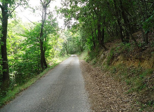 Narrow wooded lanes