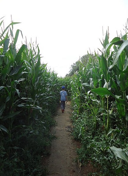 Getting lost in the Maize Maze